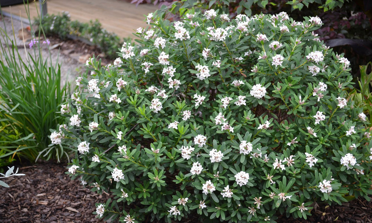 Daphne ‘Eternal Fragrance’
