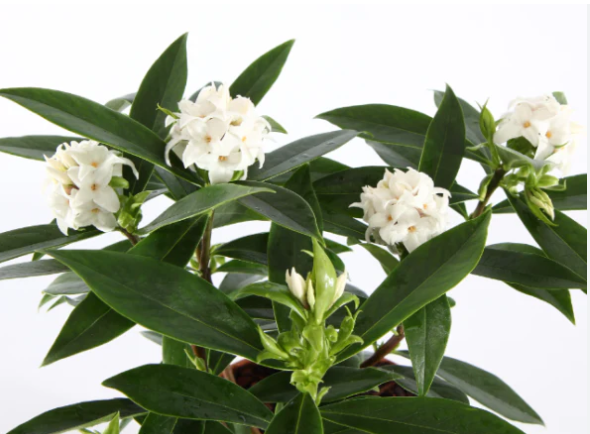 Daphne odora x bholua 'Perfume Princess' White pbr