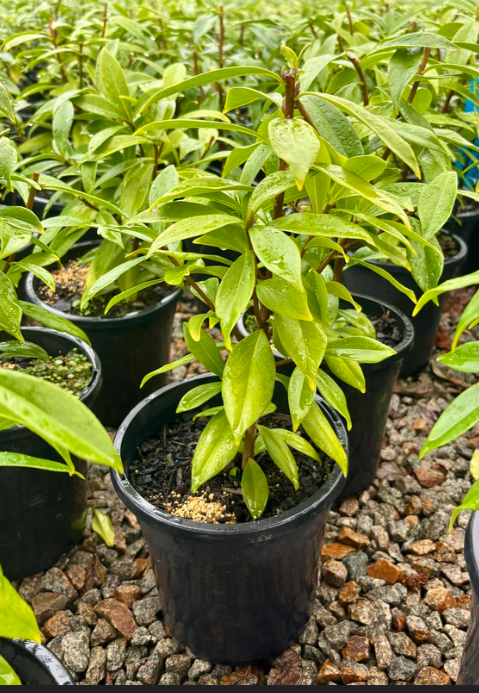 the plant broker