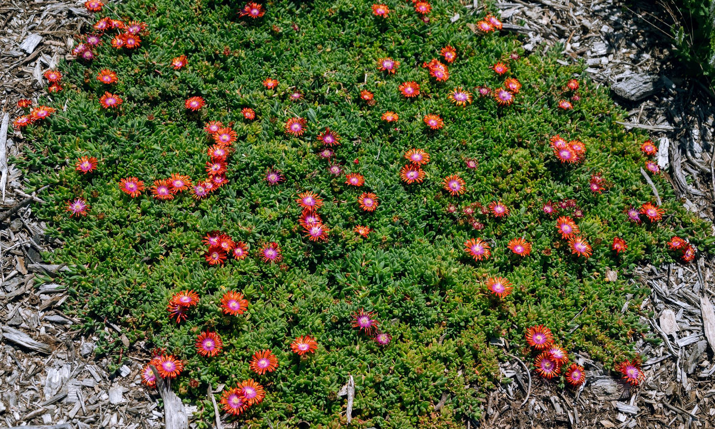 Delosperma ‘Sunnymeade Glow’