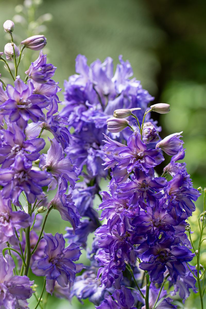 Delphinium DELGENIUS™ ‘Breezin’