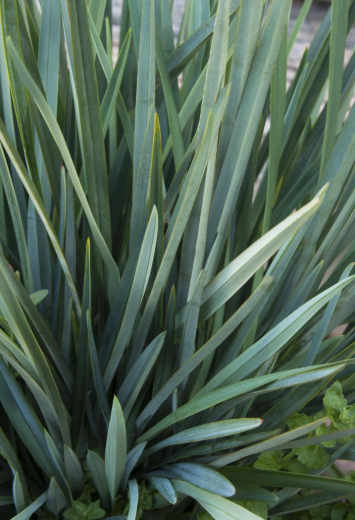 Dianella caerulea (DBB03)  CASSA BLUE®