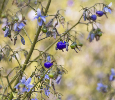 Dianella caerulea (DBB03)  CASSA BLUE®