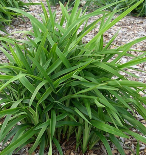 Dianella caerulea (DCNC0)  BREEZE®