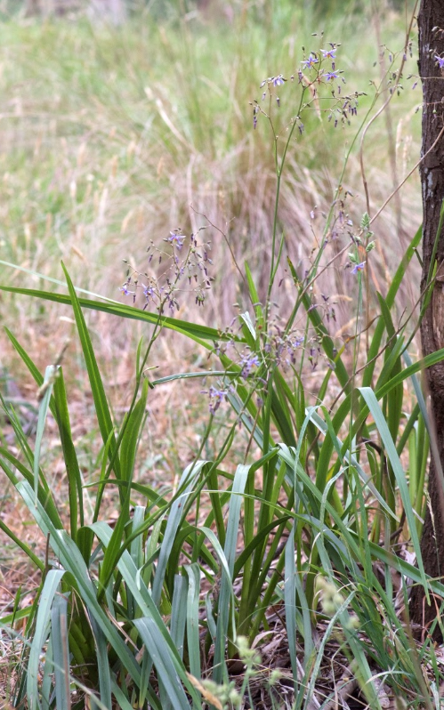 Dianella longifolia