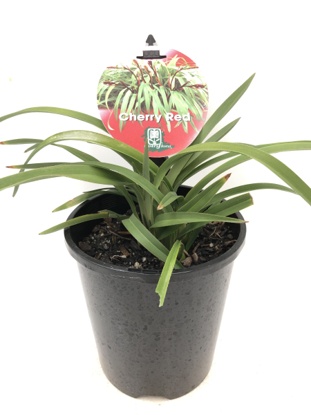 Dianella tasmanica Cherry Red