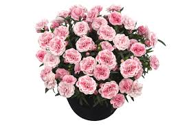 Dianthus Sunflor Orinoco