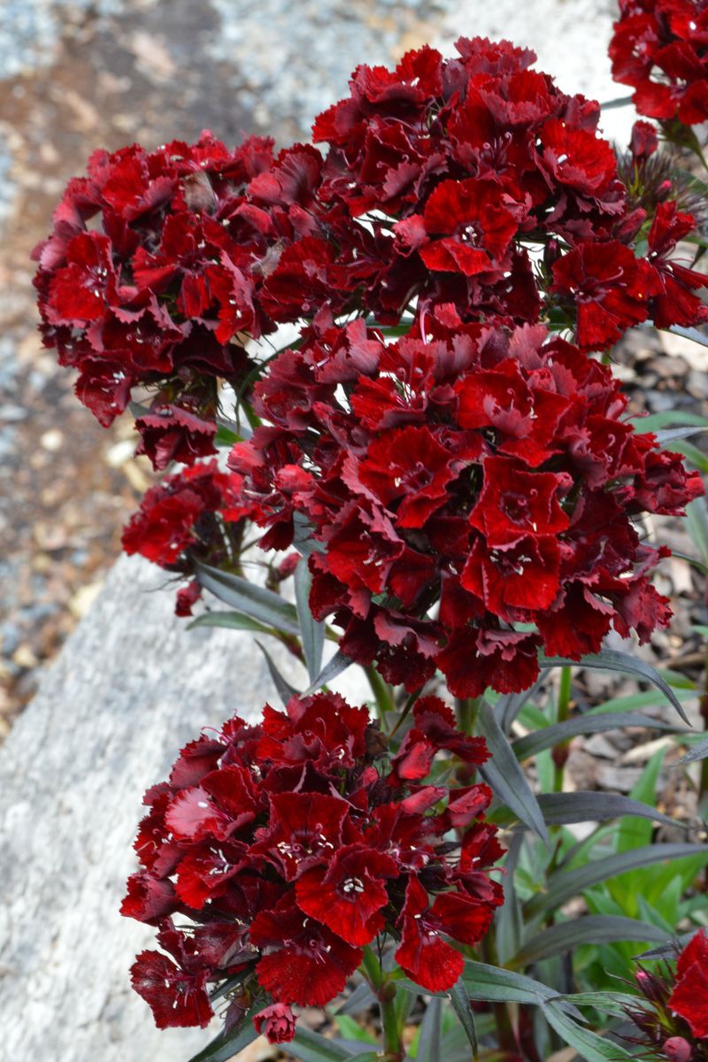 Dianthus ‘Heart Attack’