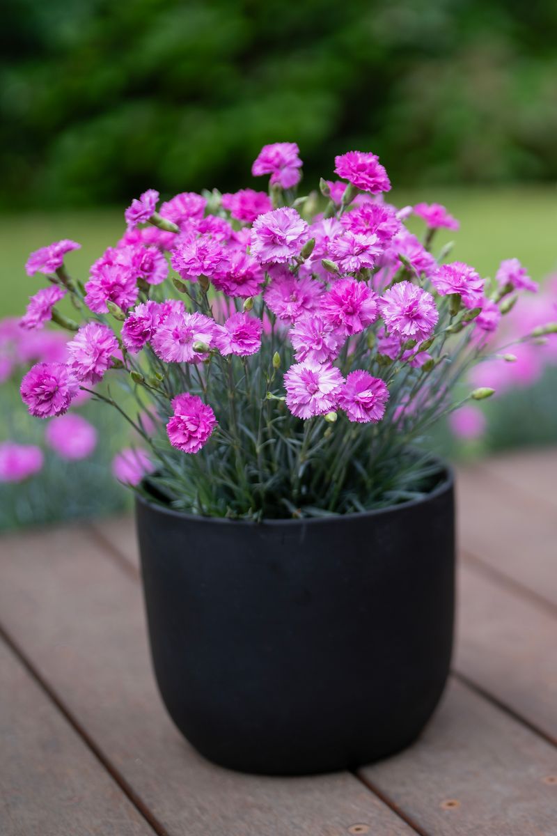 the plant broker