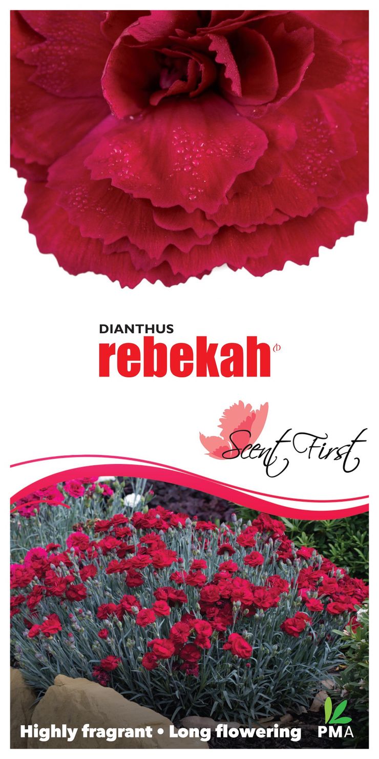 Dianthus ‘Rebekah’