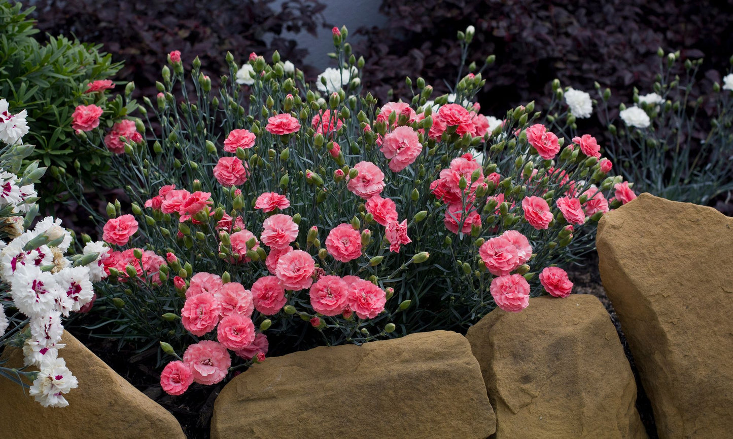 Dianthus ‘Romance’