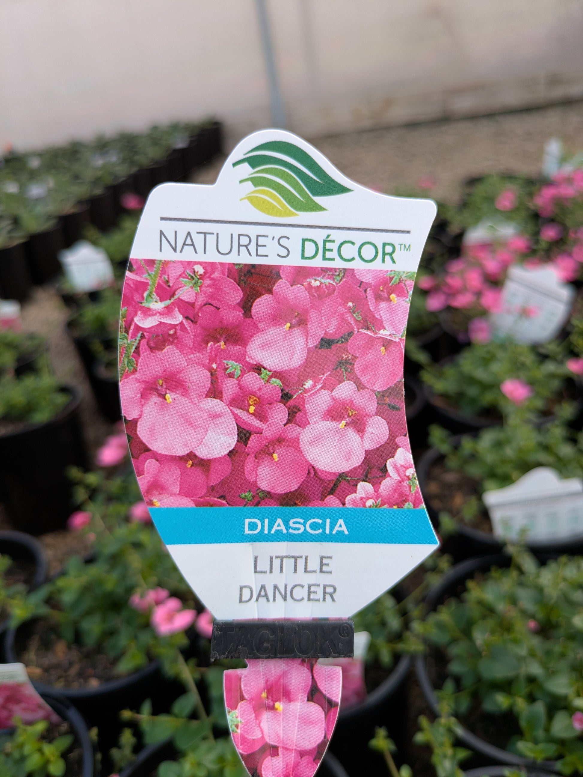 the plant broker
