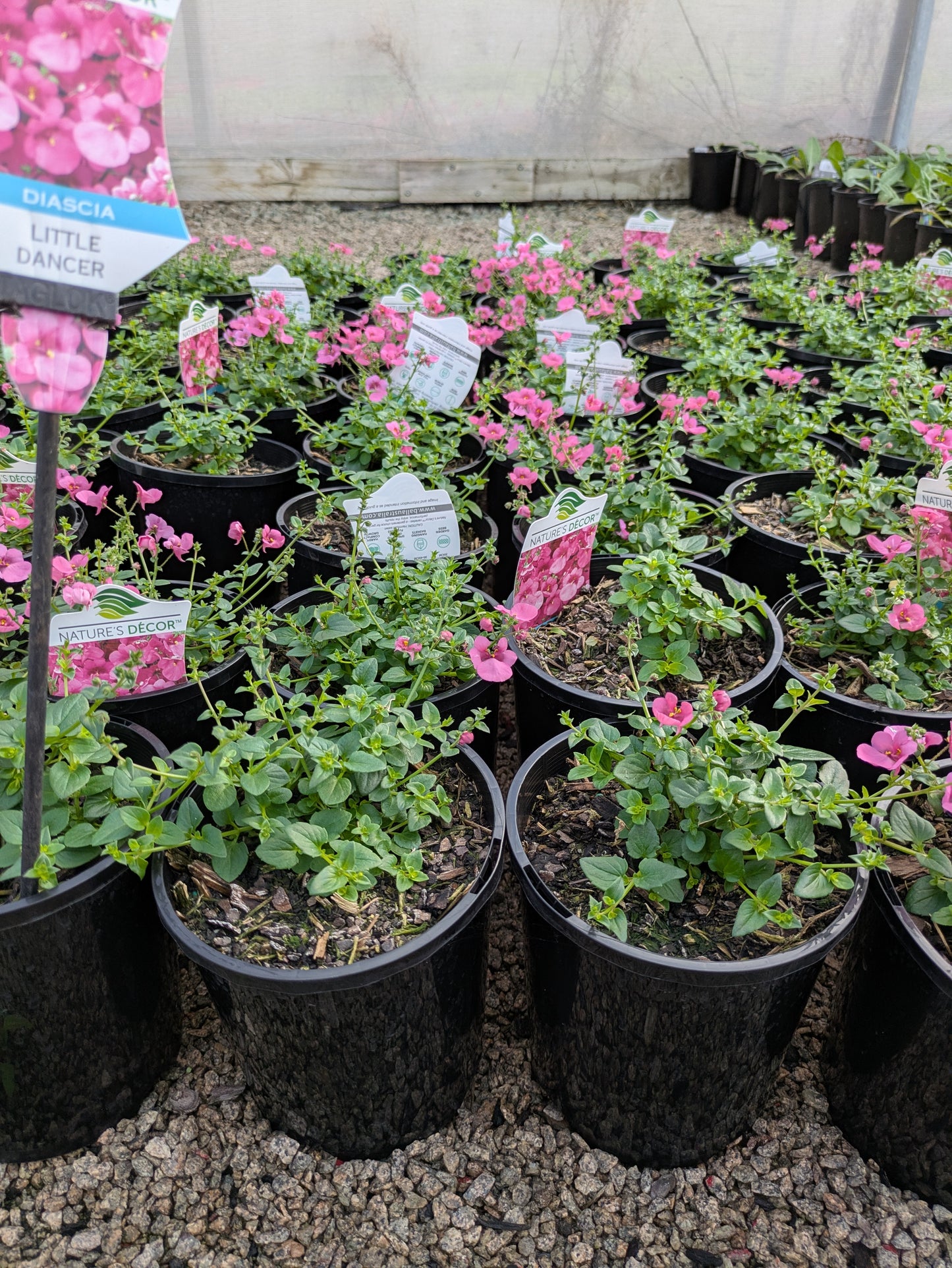 Diascia Little Dancer