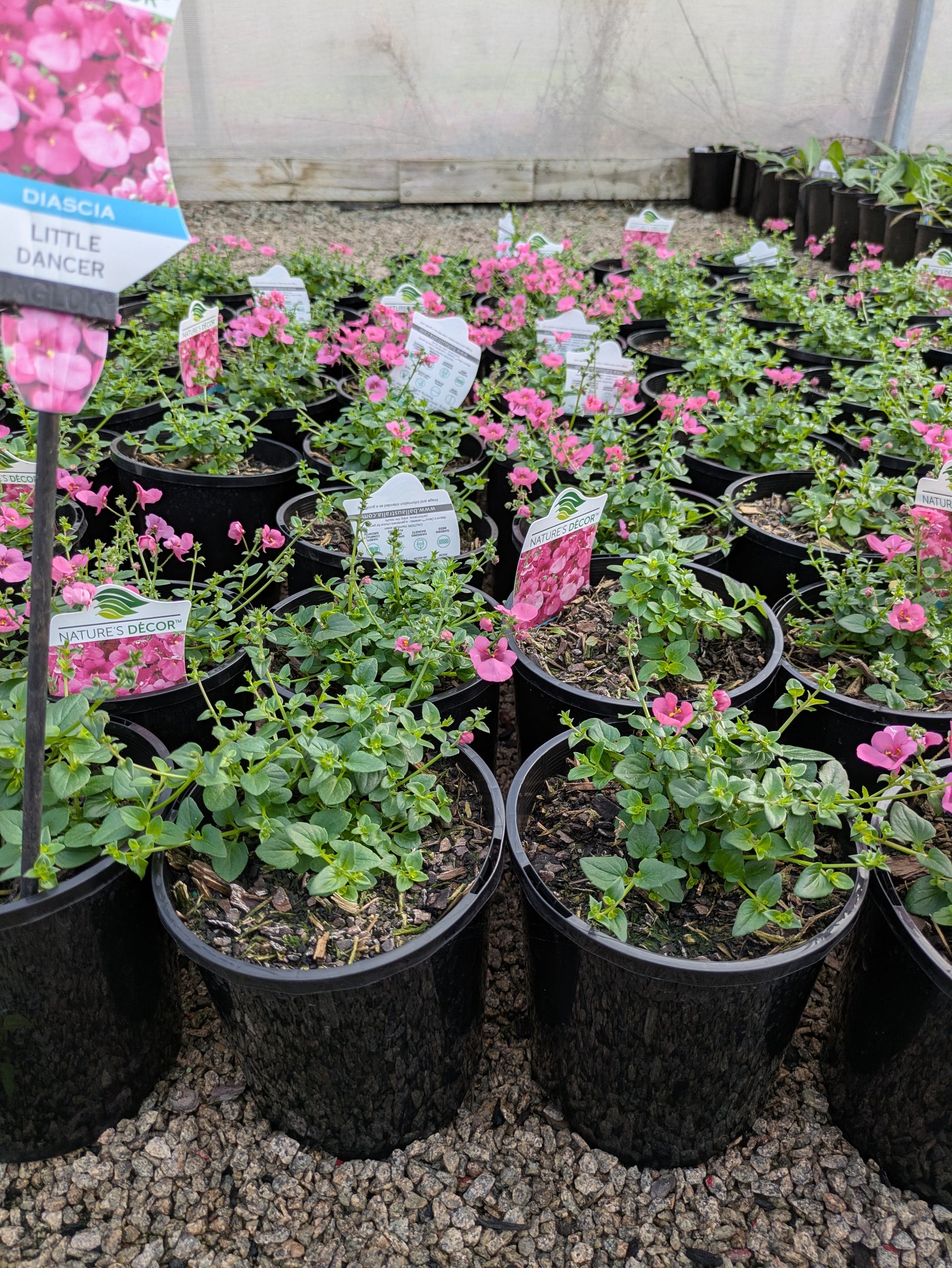 the plant broker