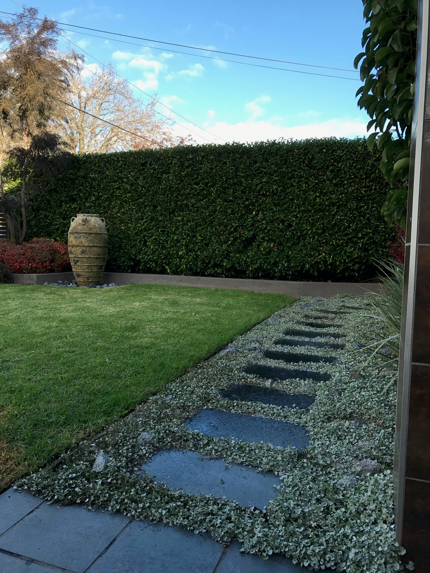 Dichondra argentea 'Silver Falls'