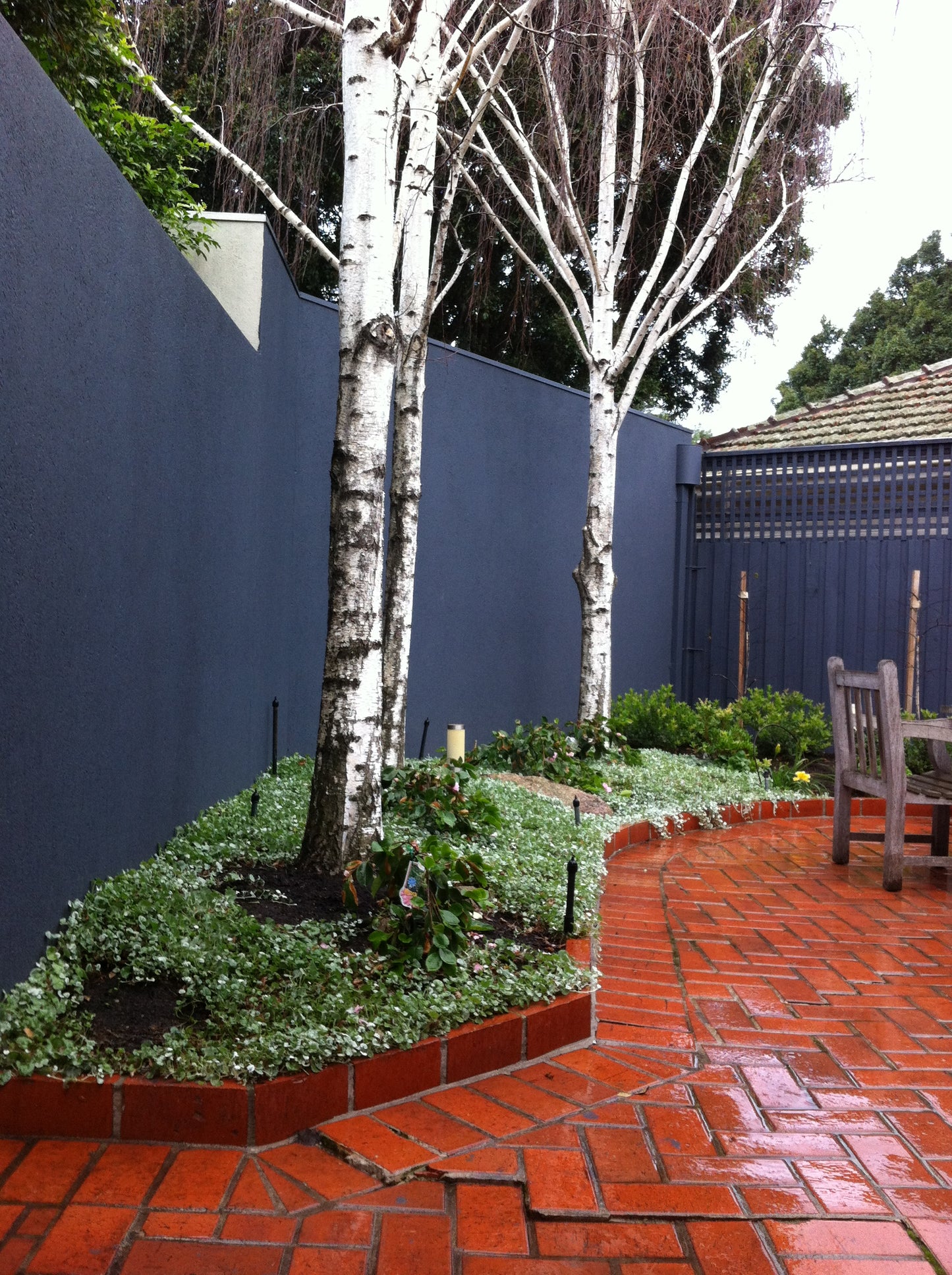 Dichondra argentea 'Silver Falls'