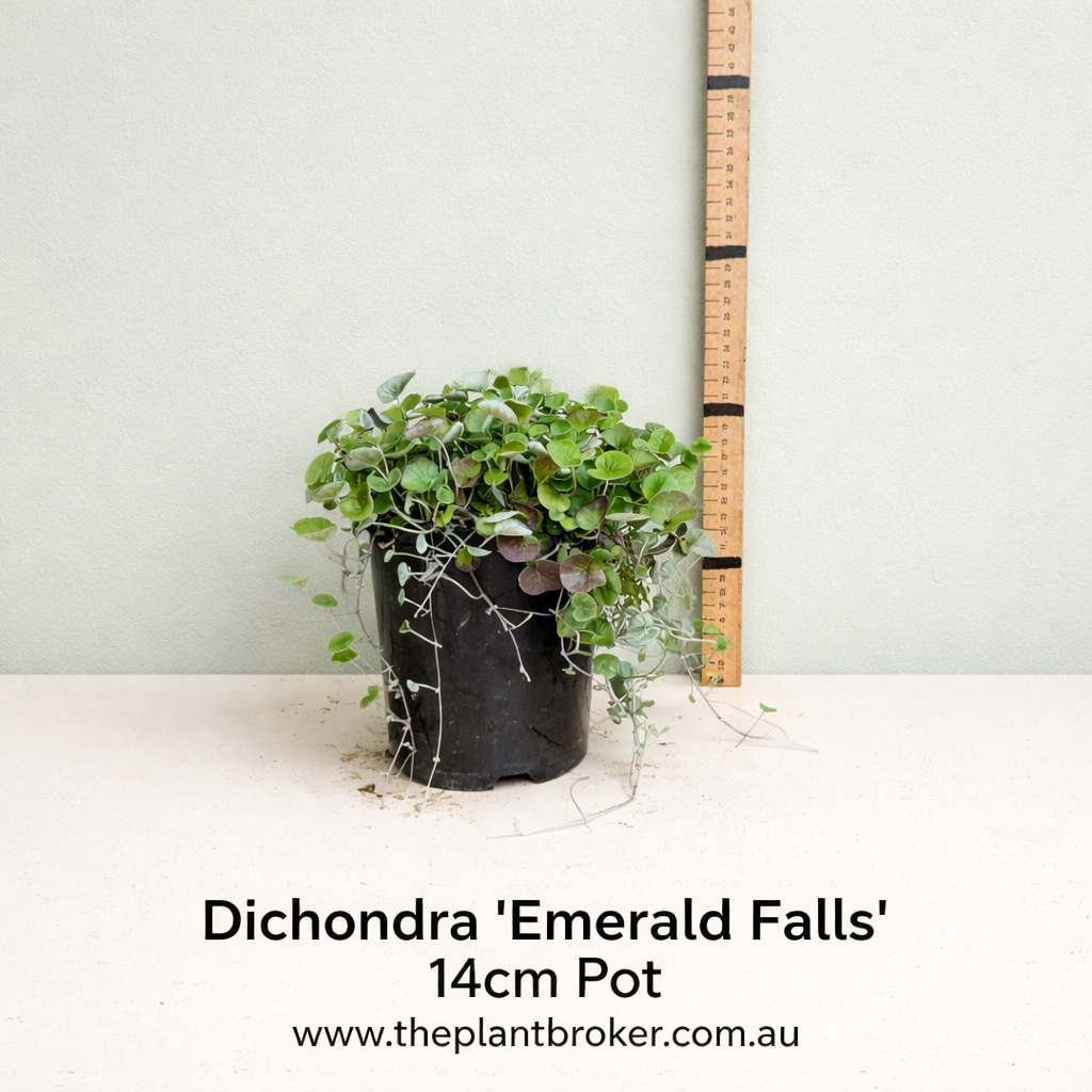 Dichondra repens Emerald Falls