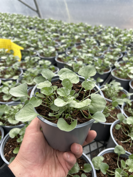 the plant broker