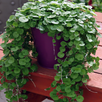 Dichondra repens Emerald Falls