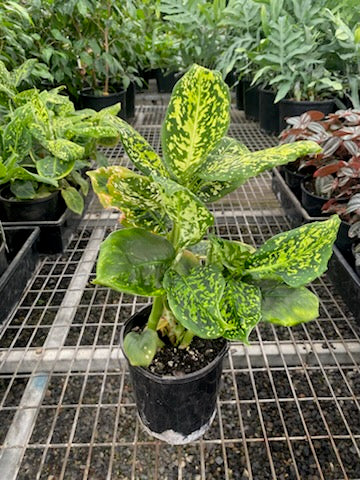 dieffenbachia australia Dieffenbachia 'Reflector' – The Plant Broker