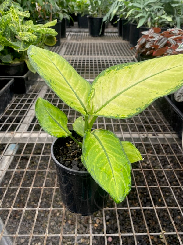 Dieffenbachia 'Seguine'