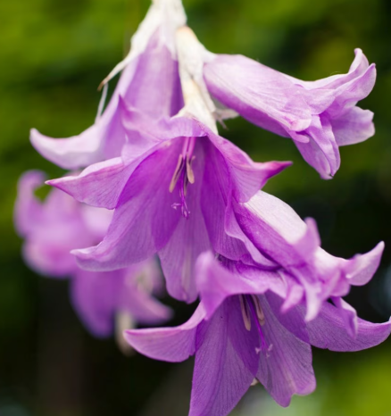 Dierama spp. Blue