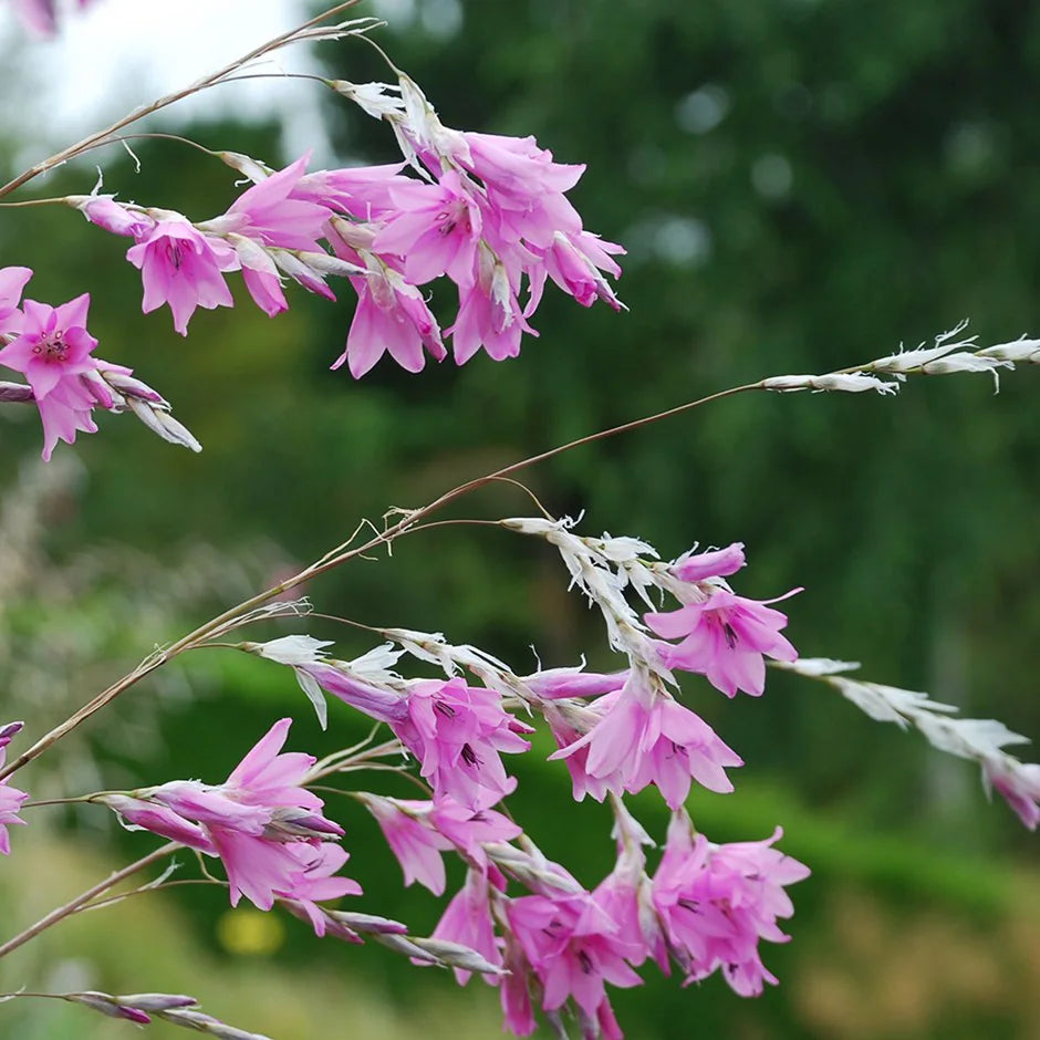 Dierama spp. Pale Pink – The Plant Broker