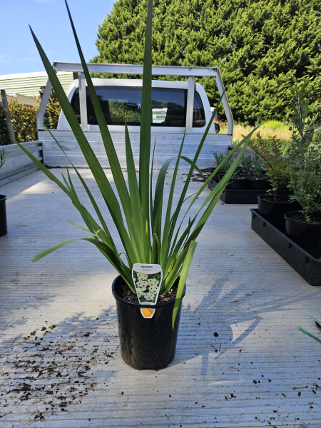 Dietes bicolor