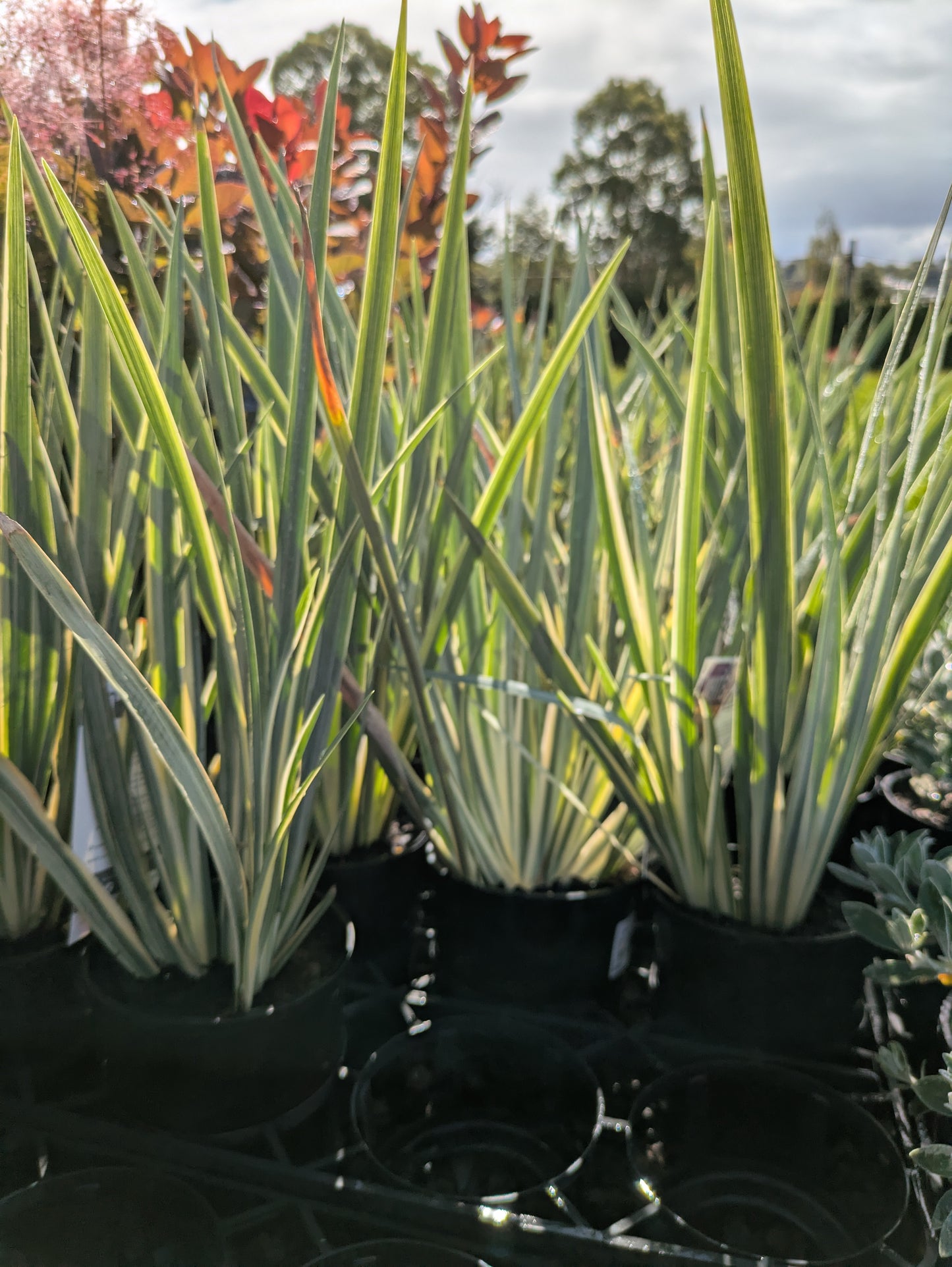 Dietes iridioides White Tiger