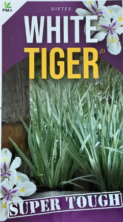 Dietes iridioides White Tiger