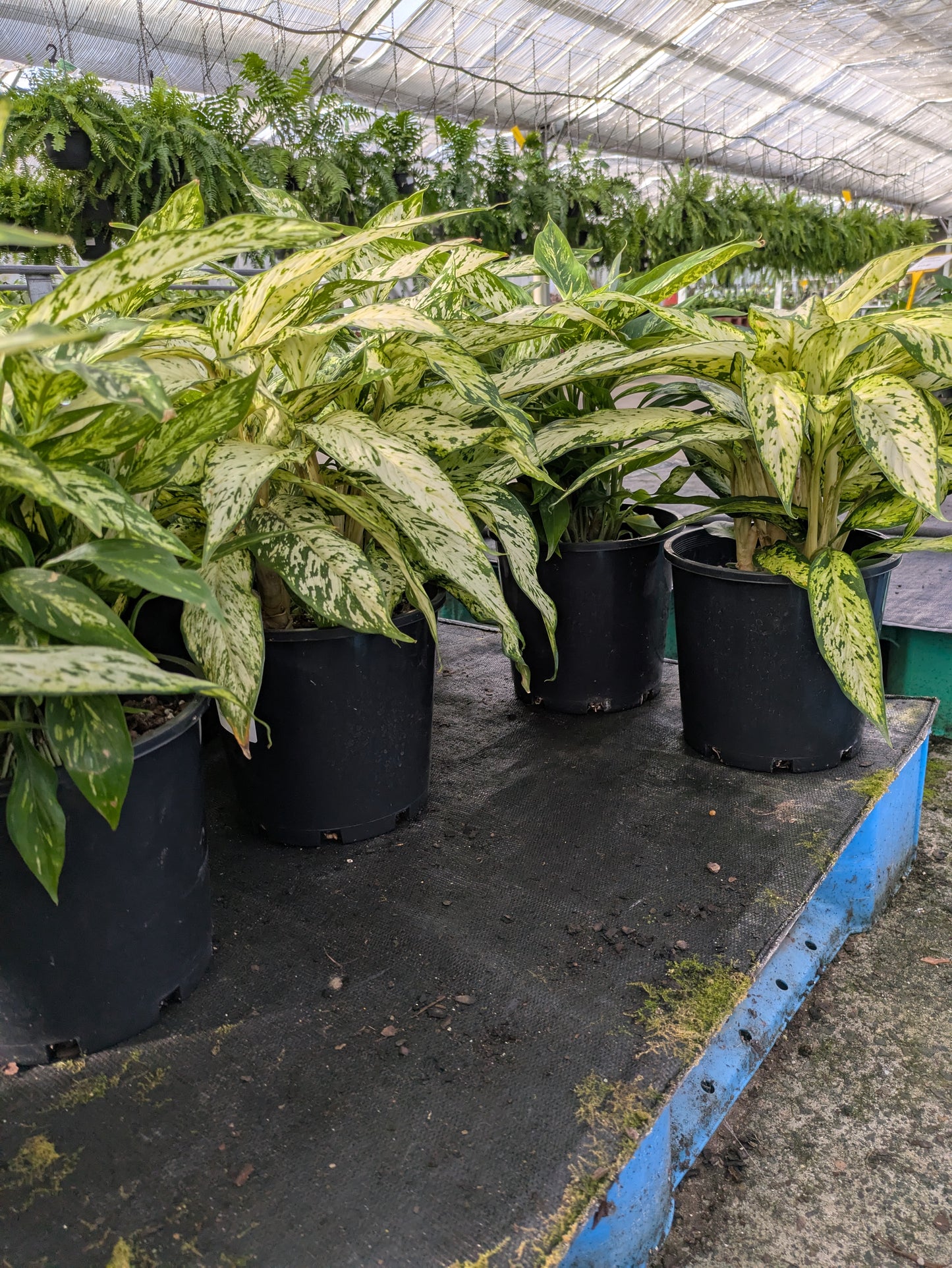 Diffenbachia sp. Star Bright