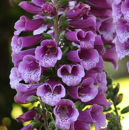 Digitalis Dalmation Purple