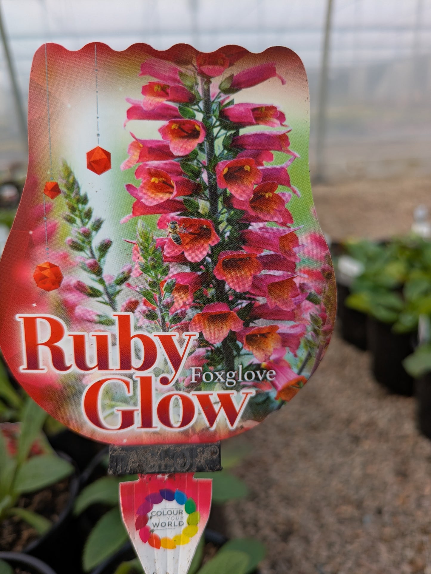 Digitalis spp. Ruby Glow