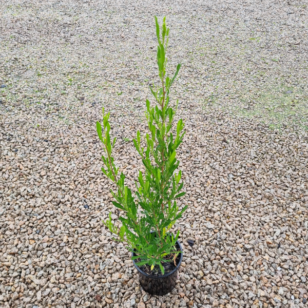 Dodonaea viscosa Mr Green Sheen