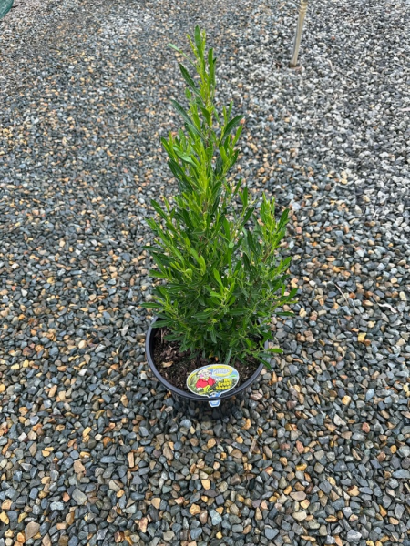 the plant broker