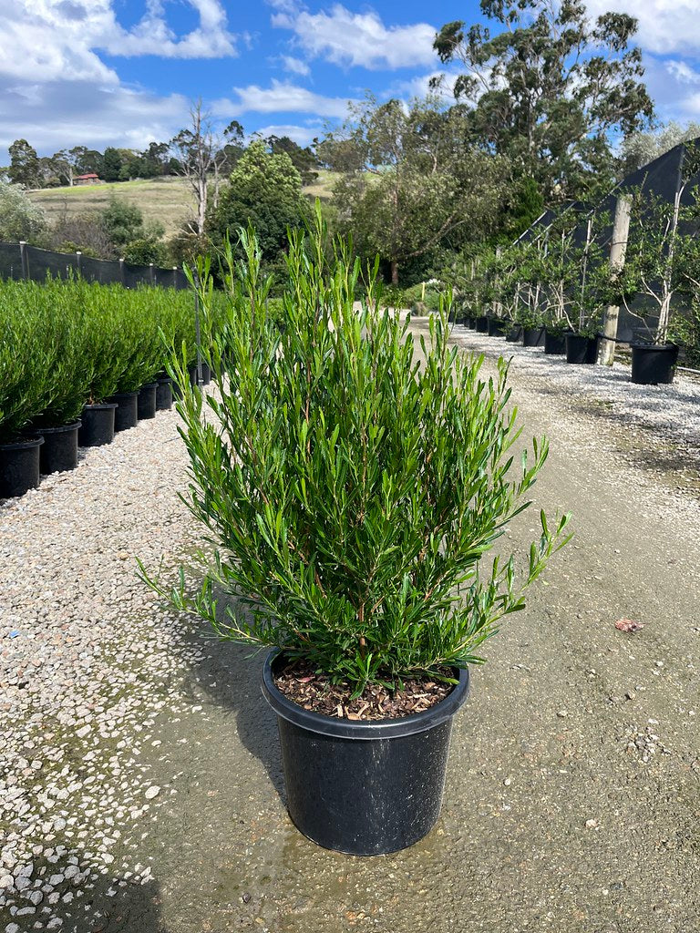Dodonaea viscosa Mr Green Sheen