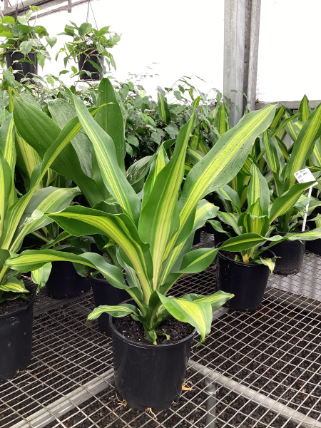 Dracaena fragrans 'Golden Heart'