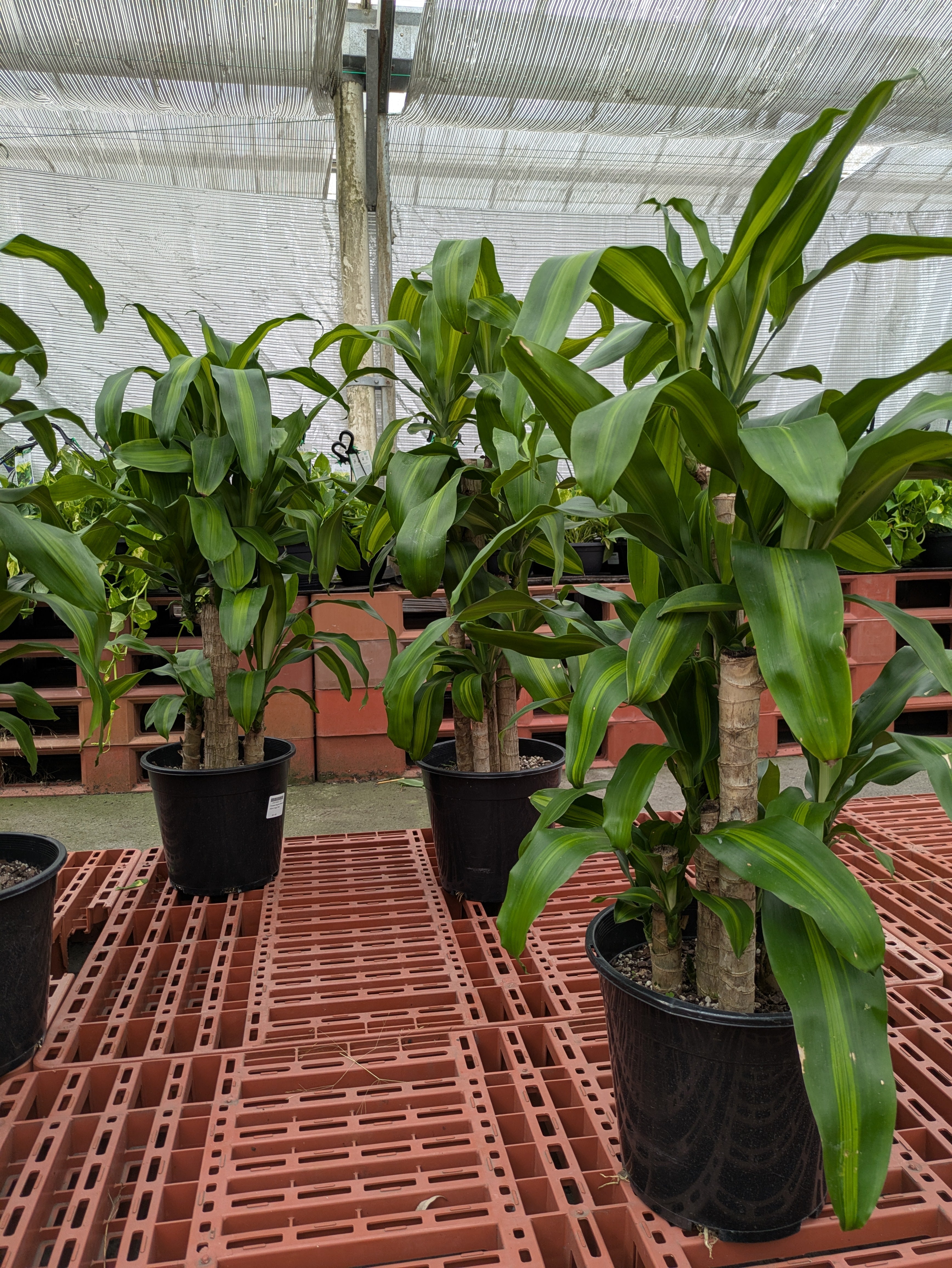 dracaena massangeana toxic to cats Dracaena fragrans Massangeana – The Plant Broker