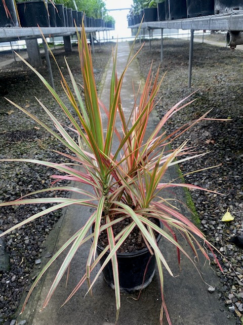 Dracaena marginata 'Tricolour'