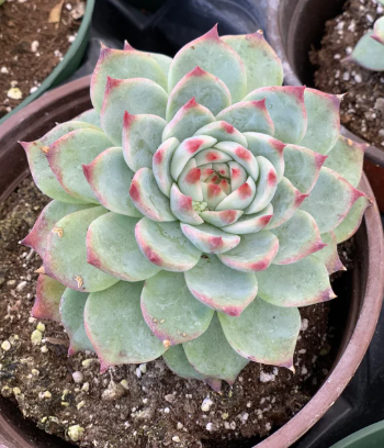 succulent that looks like anemone Echeveria colorata – The Plant Broker