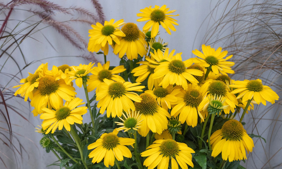 Echinacea SUNSEEKERS® Citrus