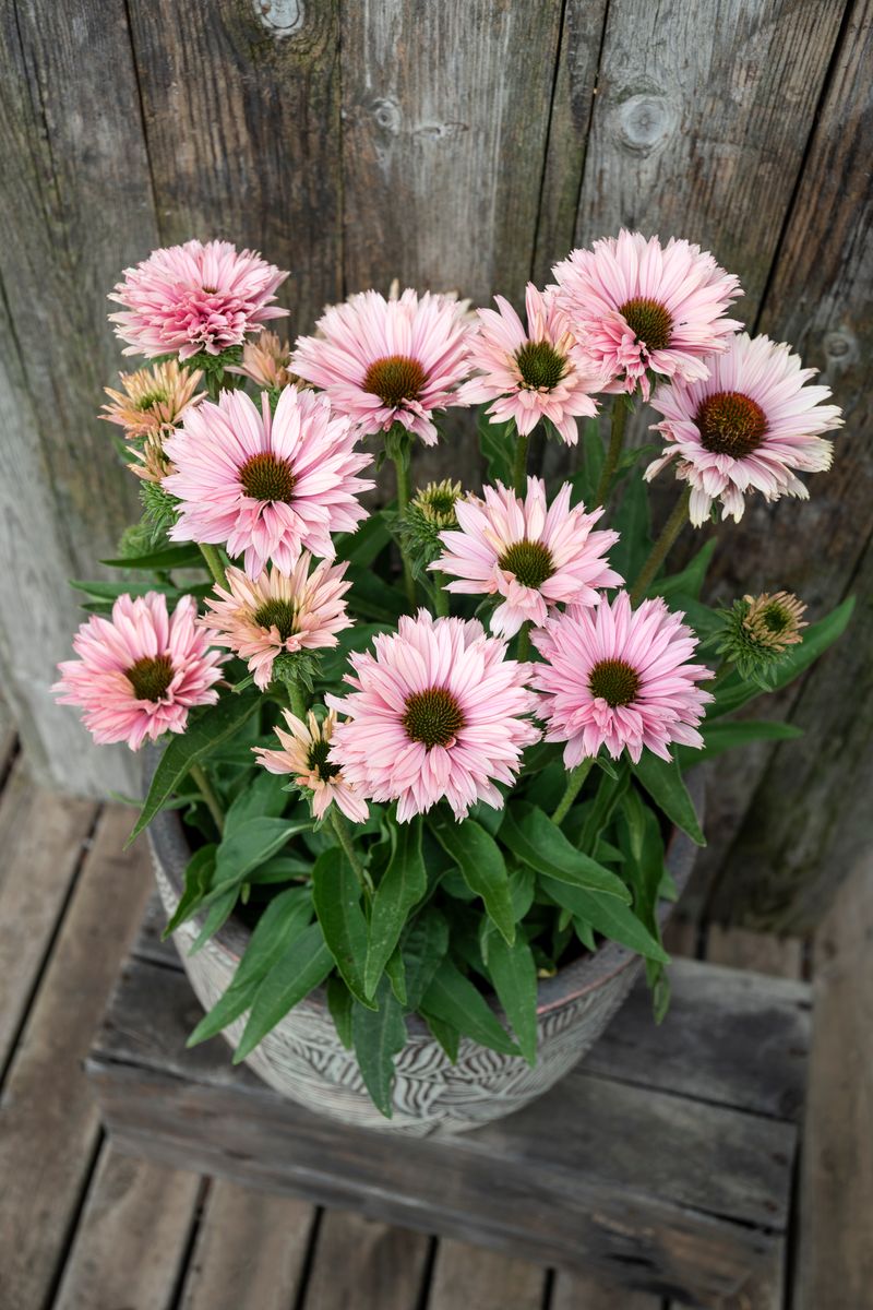 Echinacea SUNSEEKERS® ‘Salmon’