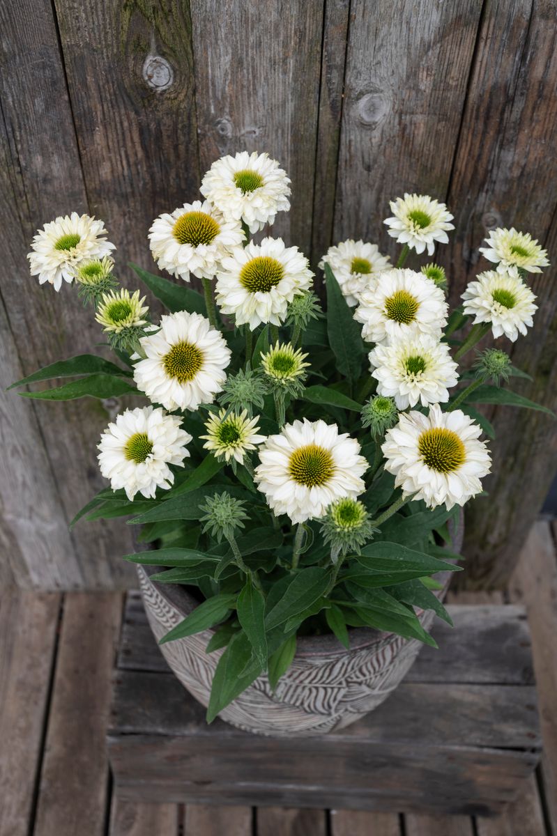 Echinacea SUNSEEKERS® ‘White Perfection’