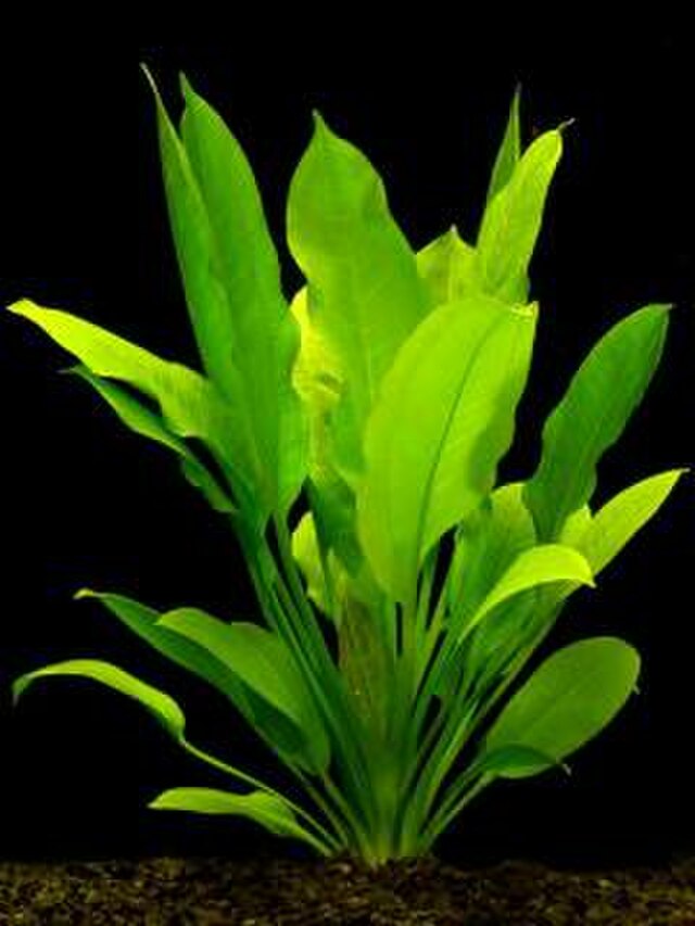 the plant broker