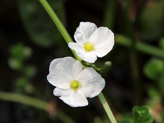 Echinodorus grisebachii