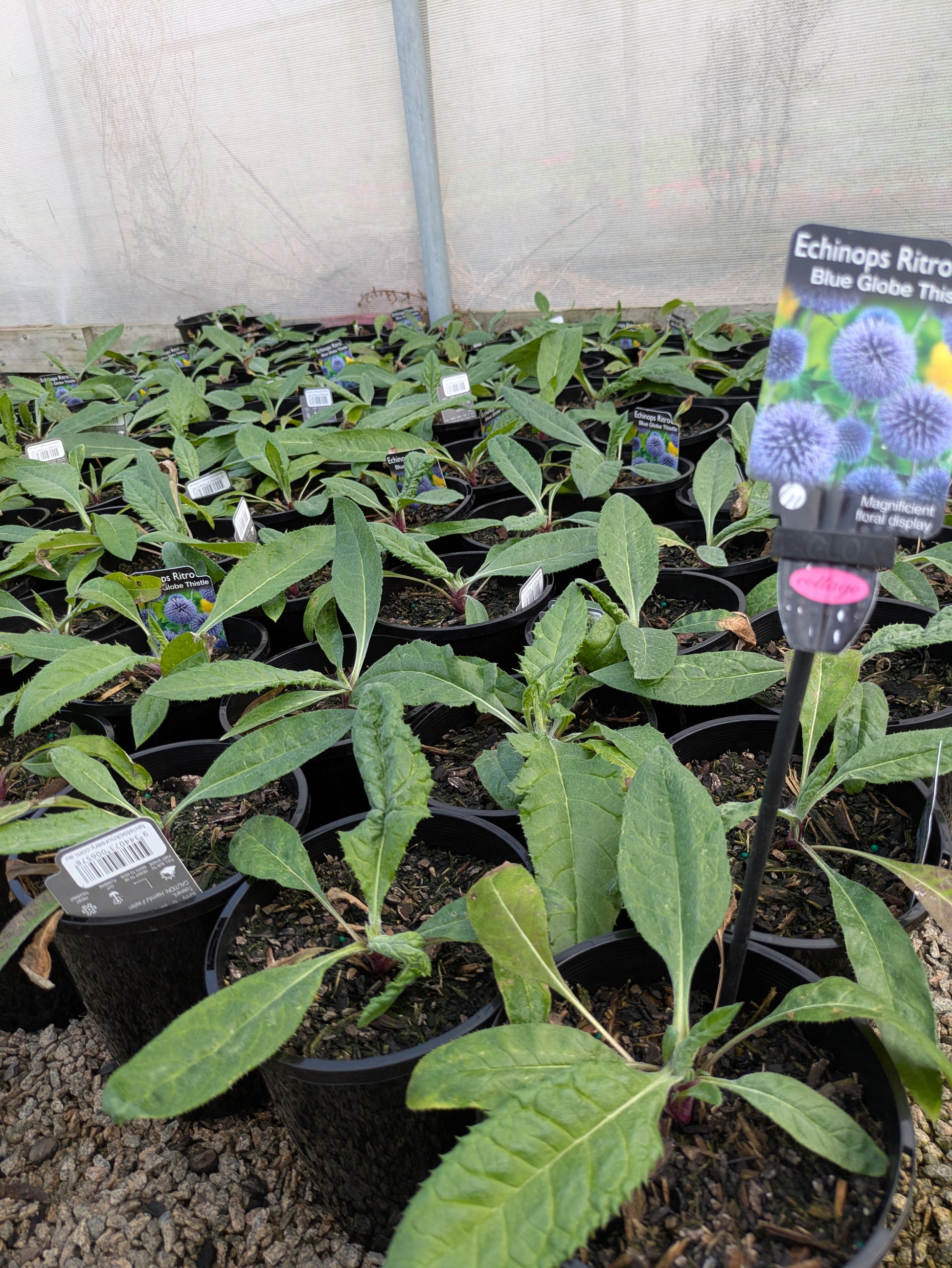 the plant broker