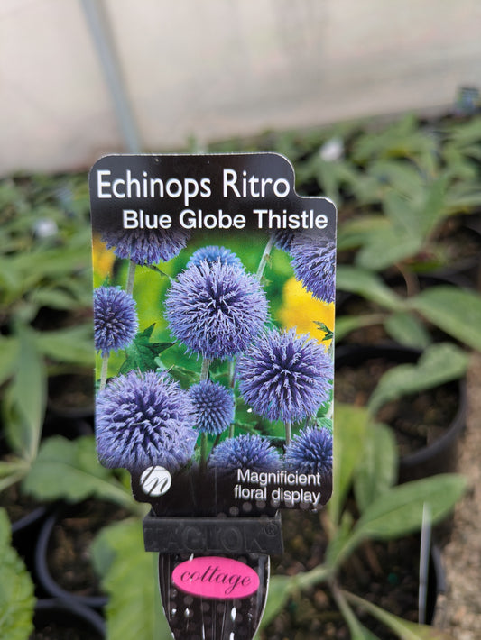Echinops ritro