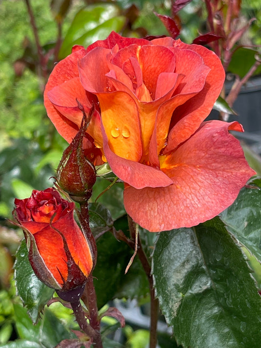 Rose - Edith Holden