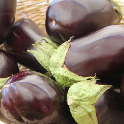 Eggplant - Bonica