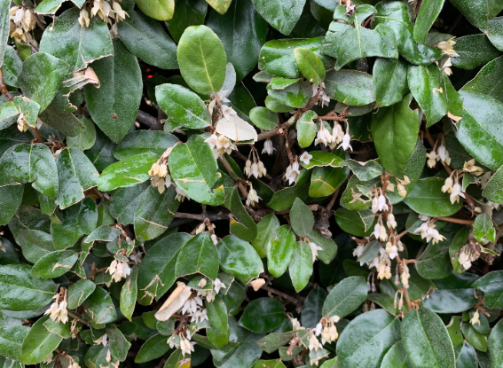Elaeagnus x ebbingei
